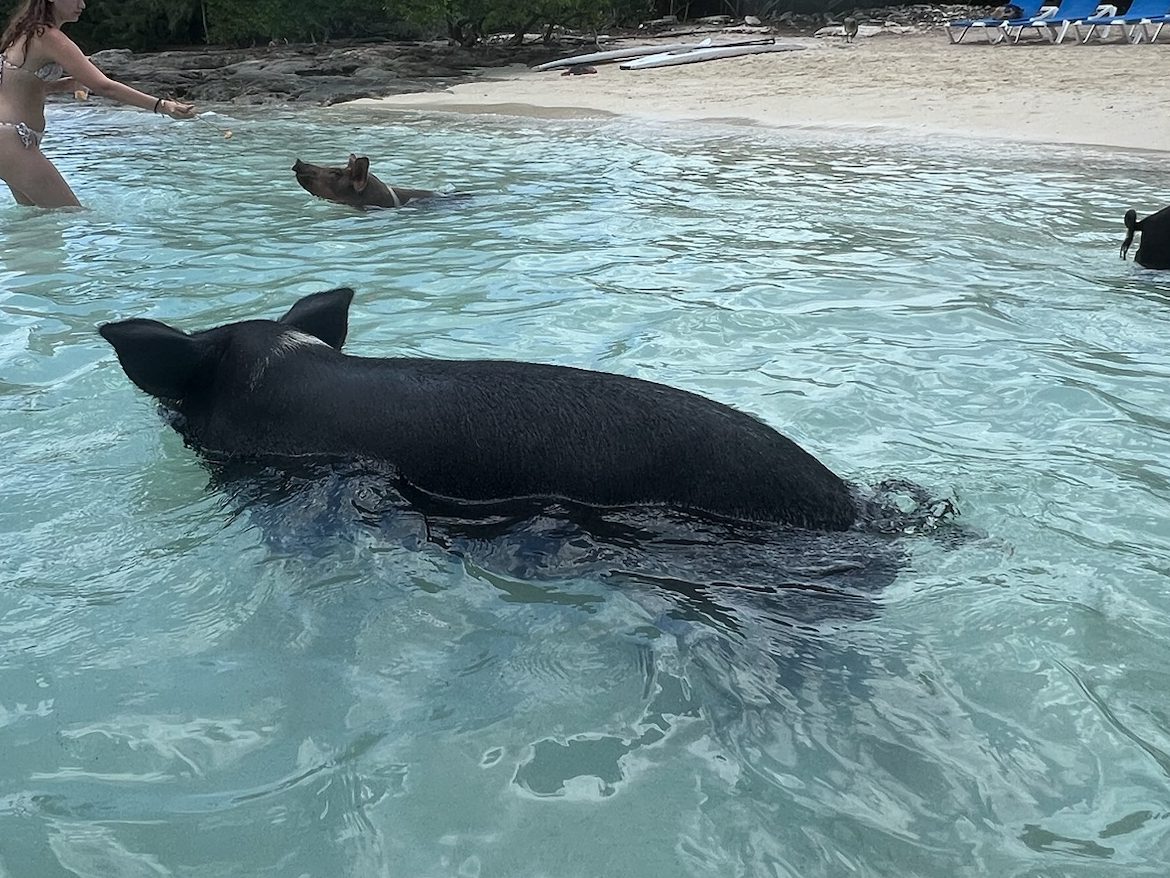 swimming with the pigs in the Bahamas, International Vacations, Inc