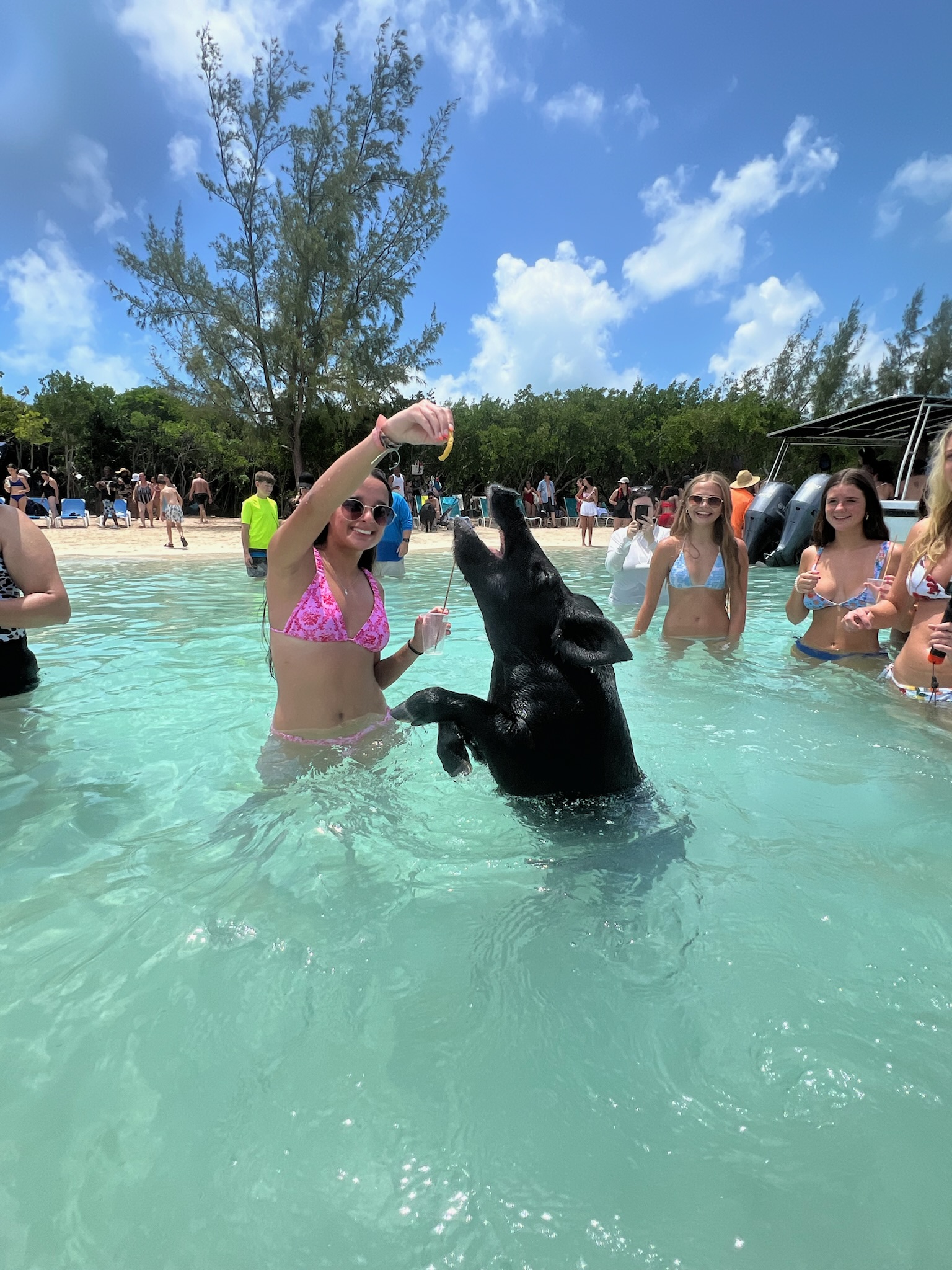 swimming with the pigs in the Bahamas, International Vacations, Inc