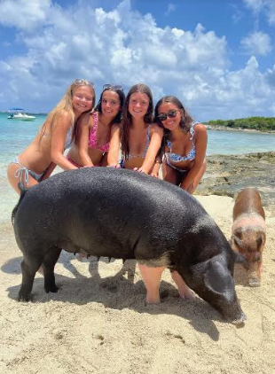 swimming with the pigs in the Bahamas, International Vacations, Inc